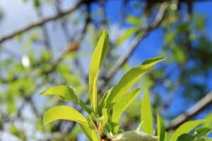 En España se cultivan más de cien variedades de almendra.