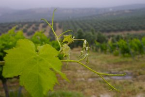 Transviti apoya a la industria del vino.
