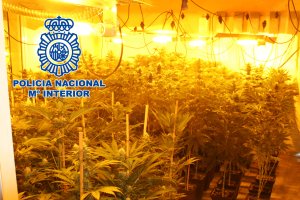 Plantación en una de las viviendas.