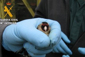 La Guardia Civil investiga a una persona al ser sorprendido capturando aves de pequeño tamaño no permitidas.