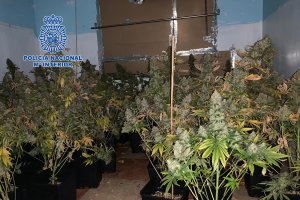La Policía Nacional ha intervenido en el domicilio 186 plantas de marihuana.
