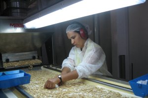 Grano de almendra procesada en una fábrica de la  provincia de Almería.