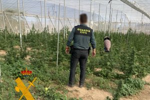 La Guardia Civil inspecciona un invernadero