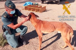 Animal rescatado por la Guardia Civil.
