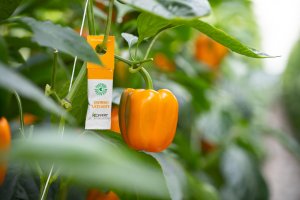 Sobre de Swirski Ulti Mite en un invernadero de pimiento.