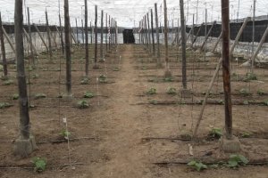 Aspecto general del ensayo al inicio.