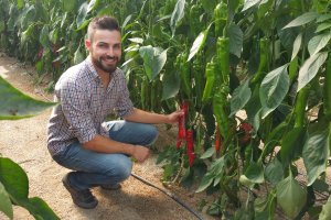 Cultivo de Netto Spitzpaprika