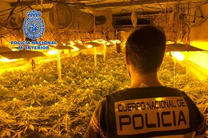 La plantación se encontraba en la calle Haza Tableada.