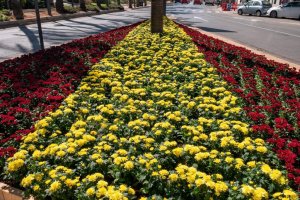 Los colores de la bandera española en flores de plazas almerienses.