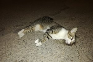 La Federación Animalista denuncian la muerte de gatos en Huércal de Almería.