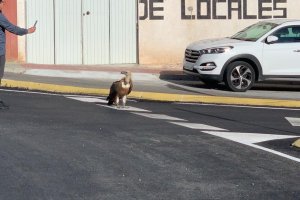 El buitre caminó por el asfalto sin miedo alguno.