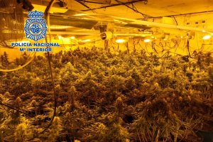 Plantación hallada en Los Almendros.