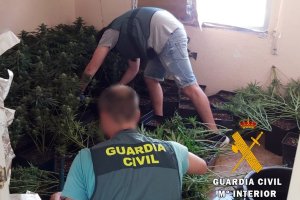 Nueva plantación de marihuana hallada en Roquetas de Mar.