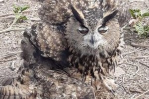 Ejemplar de búho real.