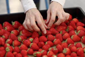 Manipulación en el envasado de una caja fresas.