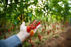 Variedad de este tomate.