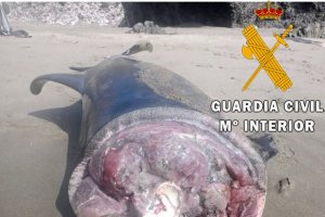 Imagen del delfín sin cabeza.