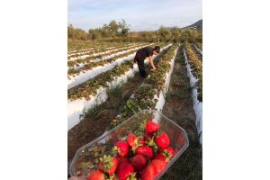 Manoli Martín recolectando sus fresas en Abrucena hace unos días.