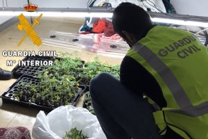 Plantación hallada por la Guardia Civil en una vivienda de Roquetas.