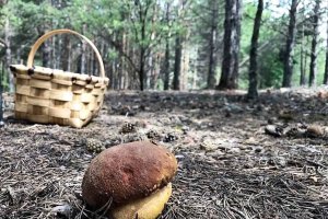 María ofrece varias rutas micológicas, acercando estas actividades, la gastronomía, la naturaleza y el entorno de la comarca a los vecinos.