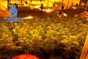 Había 257 plantas en el interior de una de las viviendas registradas.
