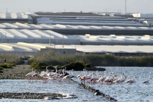 La superficie invernada de Almería y la costa de Granada (35.000 ha.) es capaz de absorber el CO2 que emiten 280.000 coches al día.