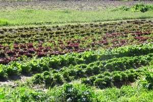 El valor de la Producción Estándar Total (PET) del conjunto de las explotaciones estudiadas roza los 724,8 millones de euros