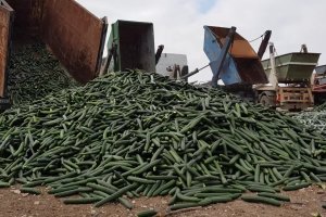 Retirada de pepinos la semana pasada