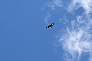 El joven águila mientras sobrevuela el municipio de Albox.