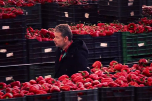 Chicote, entre pimientos, en una empresa de Almería.