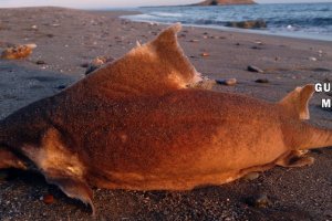 Cuerpo sin vida de un tiburón macho.