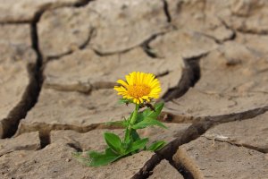 En los próximos días se va a realizar una serie de jornadas telemáticas encaminadas a la divulgación de estos planes que comenzarán mañana en Almería