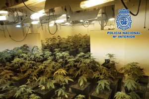 Plantación decomisada en la operación