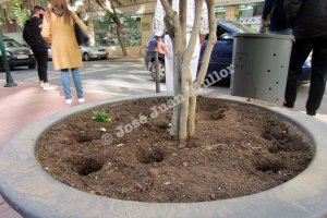 Los pascueros desaparecen de los maceteros de la capital. Foto de Pepe Mullor, publicada en su cuenta de Facebook.