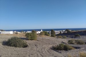 Imagen de los algarrobos, parcialmente enterrados por la capa de arena vertida.