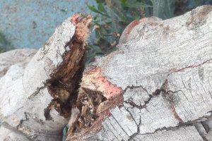Uno de los troncos de los árboles, \"irrecuperables\", según el Ayuntamiento.