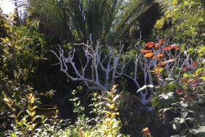 Almería cuenta con un total de cinco jardines botánicos repartidos por toda la provincia.