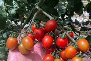 El nuevo híbrido es una variedad de tomate cherry que combina resistencia intermedia con un fuerte desempeño agronómico y de mercado.