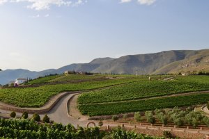 Finca Ánfora, en Enix.