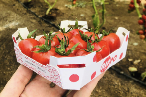 Nippo es un nuevo concepto de tomate fundente desarrollado por el equipo de la división de especialidades “Foodture”.