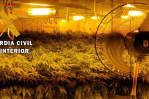 Nueva plantación hallada en Roquetas.