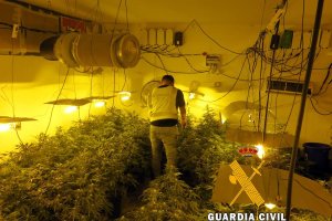 La Guardia Civil interviene un cultivo de marihuana, en una imagen de archivo.