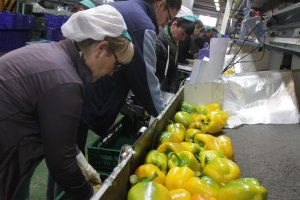 Trabajadoras del manipulado.