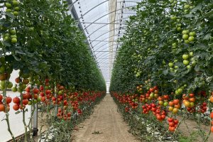 Los invernaderos del sudeste español producen anualmente 4,5 millones de toneladas de productos hortofrutícolas y el 75% se exporta a la UE.