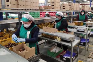 Envasadoras de tomate en un almacén agrícola almeriense.