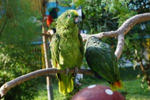 Las cotorras abundan en la ciudad de Almería.