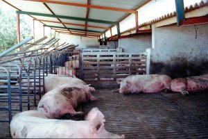 Foto de archivo de una macrogranja porcina en Almería.
