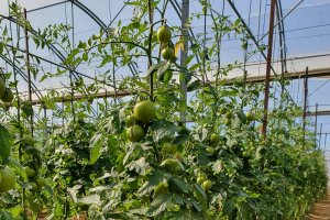 Ifapa ha formalizado 92 contratos y convenios a lo largo de 2020