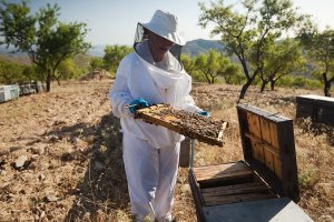 Una apicultora manejando una colmena en la provincia.