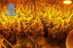 La plantación contaba con más de 200 macetas.